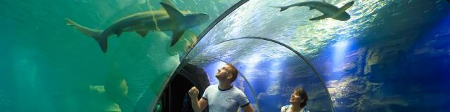 Kind berührt die Scheibe im Unterwassertunnel des Meeresaquariums Nausicáa in Boulogne-sur-Mer, Nordfrankreich. Copyright: CRTC Hauts-de-France - Anne-Sophie Flament