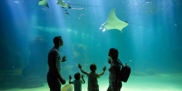 Familie steht vor Rochen-Aquarium im nationalen Meerezentrum Nausicaá in Boulogne-sur-Mer, Nordfrankreich. Copyright: CRTC Hauts-de-France - Anne-Sophie Flament