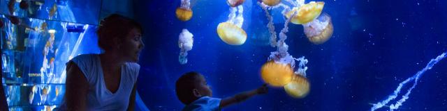 Urlauber beobachten leuchtende Fische im Nationalen Meereszentrum Nausicáa in Boulogne-sur-Mer, Nordfrankreich. Copyright: CRTC Hauts-de-France - AS Flament