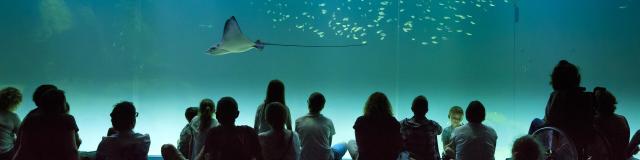 Zuschauer sitzen vor dem riesigen Aquarium im Nationalen Meereszentrum Nausicáa in Boulogne-sur-Mer in Nordfrankreich. Copyright: CRTC Hauts-de-France - Anne-Sophie Flament