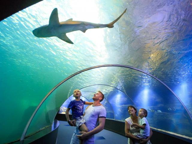 Unterwasserröhre mit Besuchern im Meeres-Aquarium Nausicaá in Boulogne-Sur-Mer, Copyright: CRTC Hauts-de-France - Anne-Sophie Flament