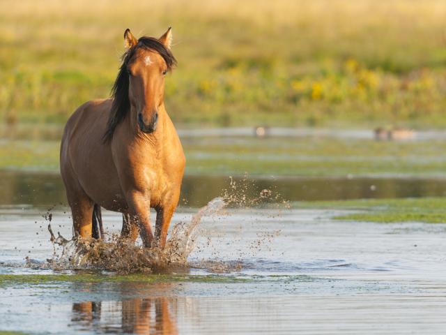 Northern France _ Bay of Somme _ Saint-Firmin _ Le Crotoy _ Henson _ horse © CRTC Hauts-de-France - Stéphane BOUILLAND - BIOSPHOTO