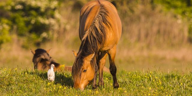 Northern France _ Bay of Somme _ Le Crotoy _ Henson _ horse © CRTC Hauts-de-France - Stéphane BOUILLAND - BIOSPHOTO