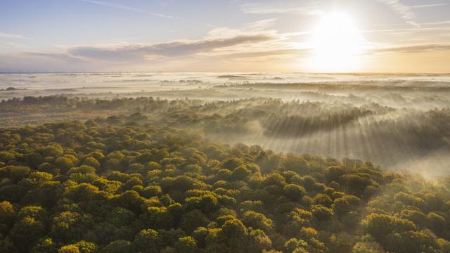 Sonnenstrahlen über den Baumwipfeln des Waldes de Crécy, Copyright: CRTC Hauts-de-France - Stéphane Bouilland