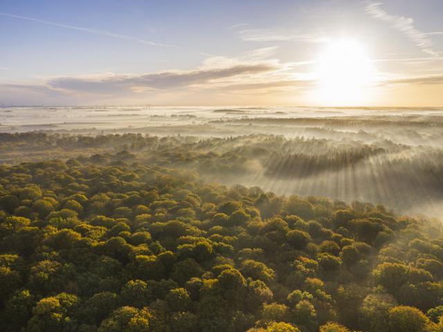 Sonnenstrahlen über den Baumwipfeln des Waldes de Crécy, Copyright: CRTC Hauts-de-France - Stéphane Bouilland