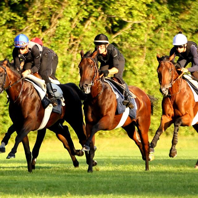 Rennpferde beim Training in Chantilly, Nordfrankreich. Copyright: APRH – France Galop