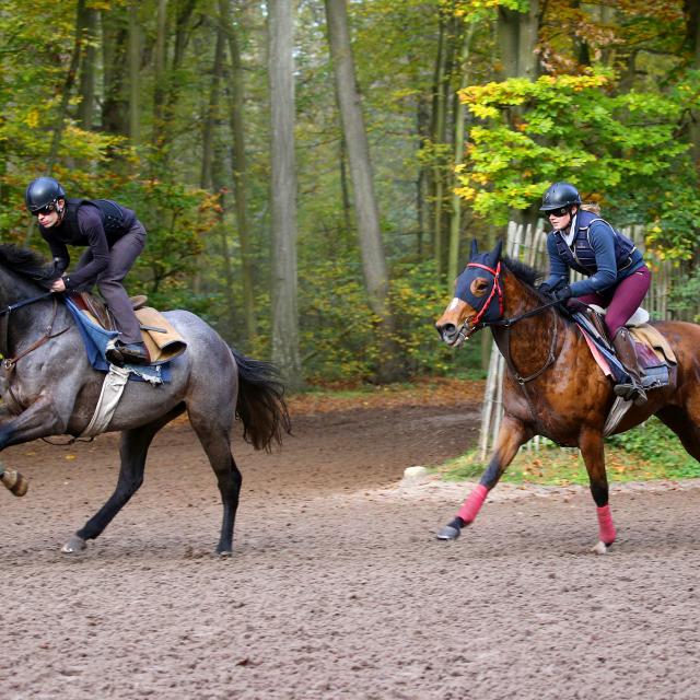 Rennpferde beim Training in Chantilly, Nordfrankreich. Copyright: APRH – France Galop