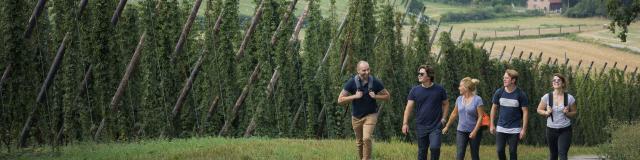 Typisch Nordfrankreich: Wandern durch Hopfengärten in Flandern. Copyright: CRTC Hauts-de-France - Teddy Henin