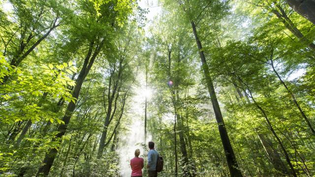 Forêt de Compiègne _ Promenade en Forêt de Compiègne © CRTC Hauts-de-France - Comdesimages.com