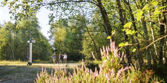 Spaziergang durch den Wald von Ermenoville, Nordfrankreich. Copyright: CRTC Hauts-de-France - Vincent Colin