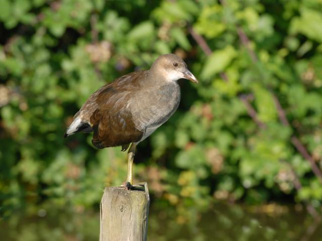 Noordfrankrijk_Saint-Omer_Marais Clairmarais_Foulque © Photo Carl Office De Tourisme De La Région De Saint Omer