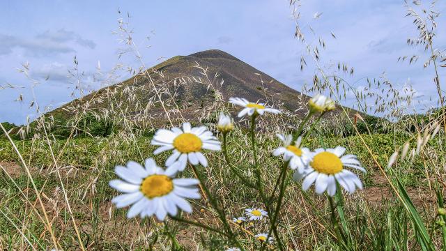 Blumen, im Hintergrund die Harnes-Halde, Nordfrankreich. Copyright: CRTC Hauts-de-France - Sébastien Jarry