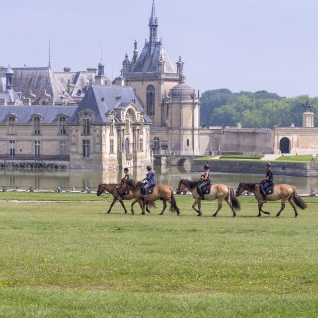 Henson-Pferde auf Schloss Chantilly, Copyright: CRTC Hauts-de-France - Nicolas Bryant