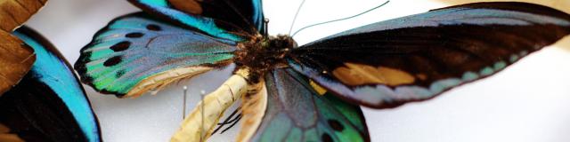 Bunter Schmetterling unter Glas im Schmetterlingsmuseum Saint-Quentin, Nordfrankreich. Copyright: CRTC Hauts-de-France - Ville de Saint-Quentin - Musée des Papillons