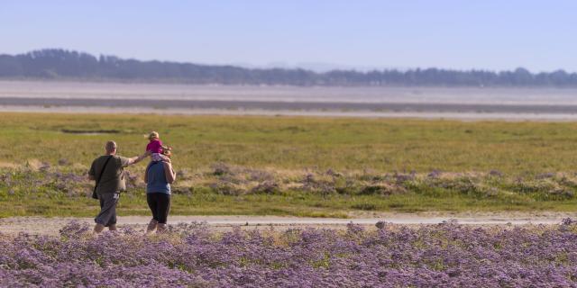 Northern France _ Bay of Somme _ Le Crotoy _ statices sauvages © CRTC Hauts-de-France - Stéphane BOUILLAND