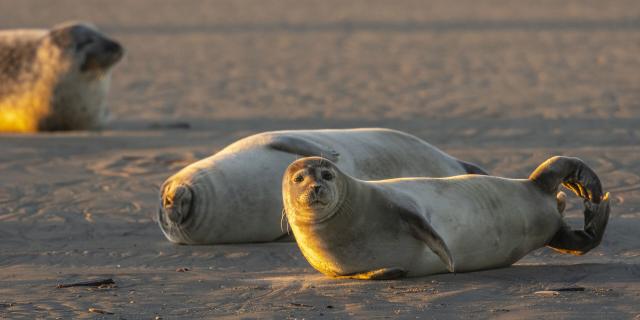 Robben in der Sonne in Berck-sur-Mer in der Bucht von Authie, Copyright: CRTC Hauts-de-France - Stéphane Bouilland