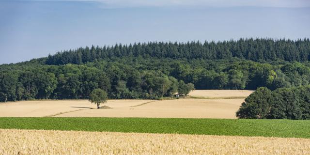 Blick auf die Ebene mit Ahornwald im Hintergrund in Villiers-Saint-Frambourg, Nordfrankreich. Copyright: PNR Oise Pays-de-France - Cyril BADET