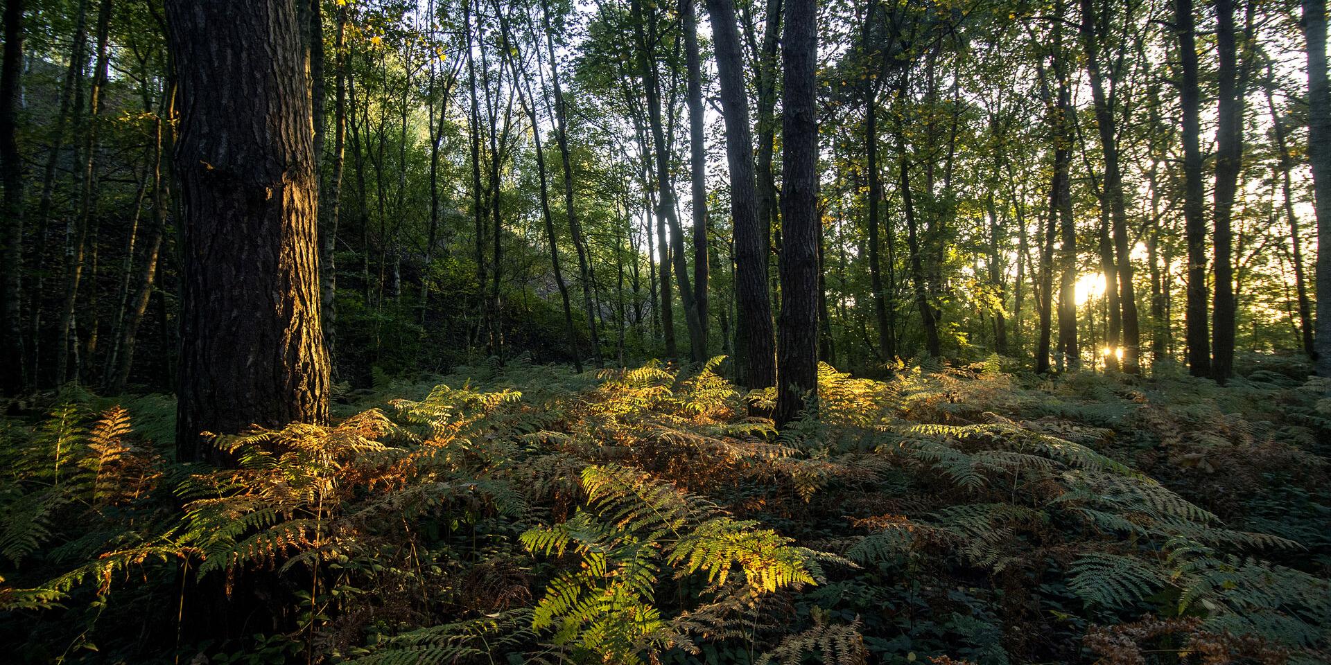 Wald in Saint-Amand-les-Eaux, regionaler Naturpark Scarpe-Escaut. Copyright: CRTC Hauts-de-France - Sébastien Jarry