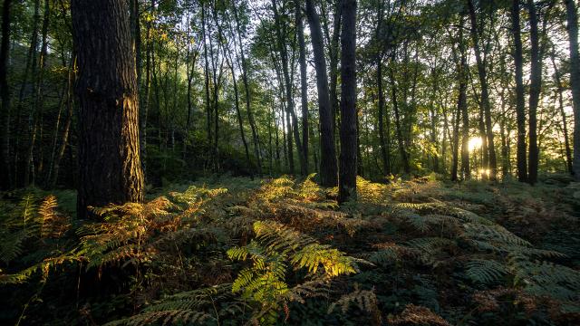 Wald in Saint-Amand-les-Eaux, regionaler Naturpark Scarpe-Escaut. Copyright: CRTC Hauts-de-France - Sébastien Jarry