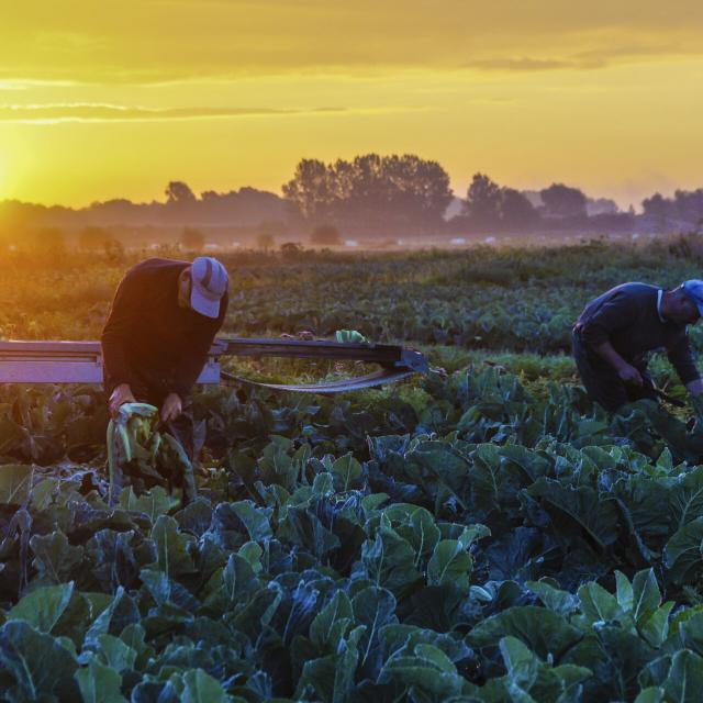 Northern France _ Clairmarais _ Marais Audomarois _ Marshes ©CRTC Hauts-de-France - Philippe Hudelle