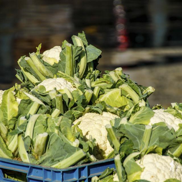 Northern France _ Saint-Omer _ Marais audomarois _ Marshes ©CRTC Hauts-de-France - Philippe Hudelle