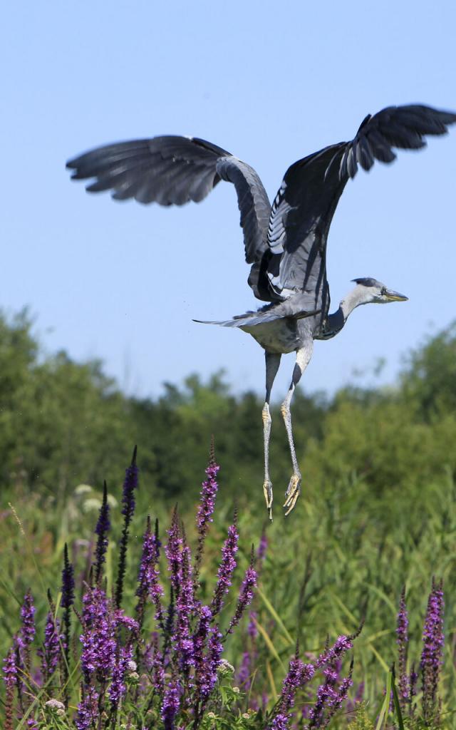Fliegender Reiher im Insel-Moor von Saint-Quentin, Nordfrankreich. Copyright: CRTC Hauts-de-France - Anne-Sophie Flament