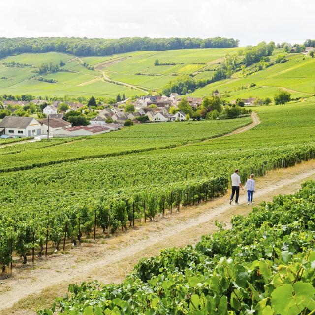 Zwei Wanderer in den Weinbergen der Champagne, Copyright: CRTC Hauts-de-France - Vincent Colin