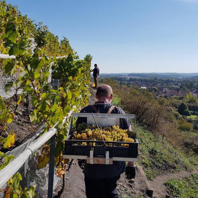 Northern France _ Haillicourt_ Vineyard ©CRTC Hauts-de-France - Maxime Truffaut