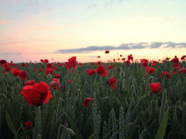 Northern France Poppy©crt Hauts De France Rémi Feuillette