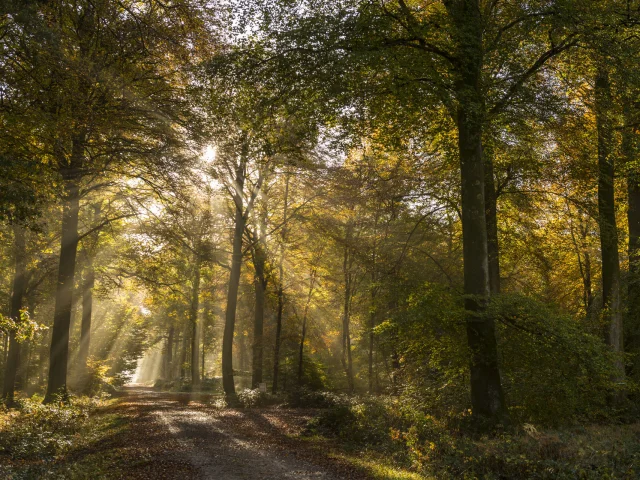 Saison : automne - Lieu : Forêt de Crécy, Crécy-en-Ponthieu, Somme, Picardie, France