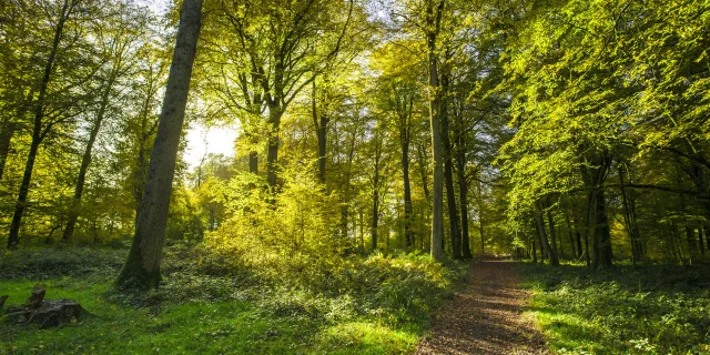 Hesdin La Foret Foret 04 Hauts De France Tourisme Benoit Bremer