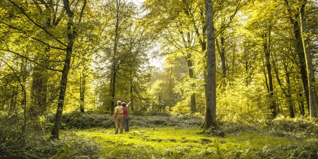 Hesdin La Foret Foret 03 Hauts De France Tourisme Benoit Bremer