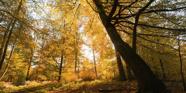 Hesdin La Foret Hauts De France Tourisme Benoit Bremer